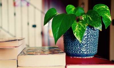 Mooroopna Library - Plant & Book Sale